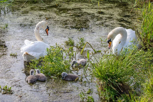 Cygnes Cygnes Muets Nourrissant Dans Ruisseau — Photo