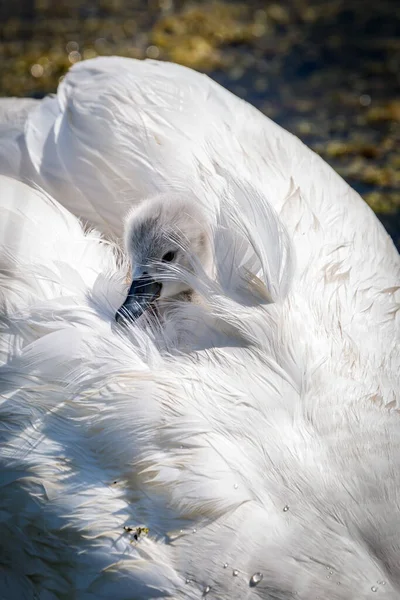 Una Cigüeña Enclavada Las Plumas Sus Madres — Foto de Stock