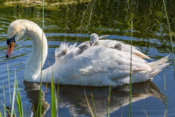 Cygnets Верхом Своих Матерях Назад Ручье Sussex — стоковое фото