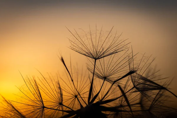 Primo Piano Semi Dente Leone Contro Cielo Tramonto Con Una — Foto Stock