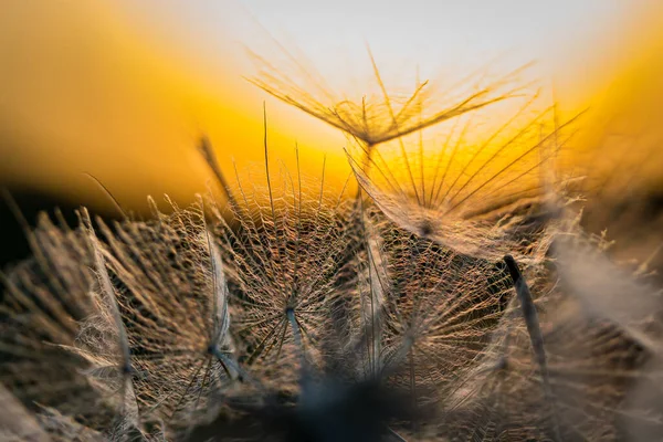 Primo Piano Semi Dente Leone Contro Cielo Tramonto Con Una — Foto Stock