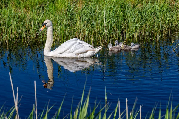 Cisne Mudo Nadando Arroyo — Foto de Stock