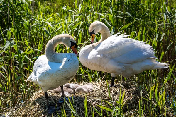 Cisnes Mudos Seus Cygnets Seu Ninho — Fotografia de Stock