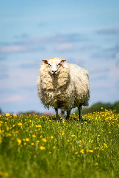 Mouton Debout Dans Champ Papillons Printemps — Photo