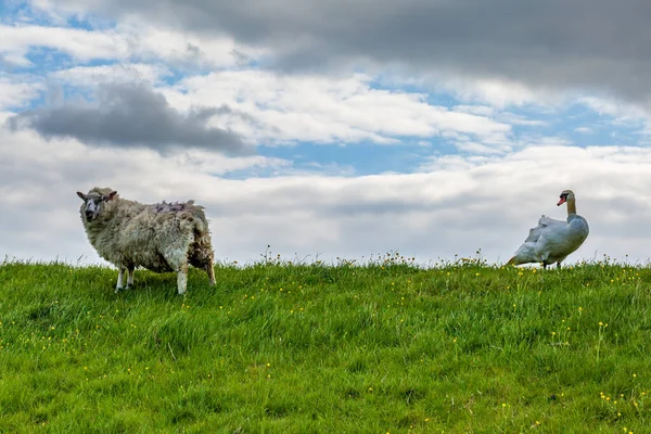 Mouton Cygne Debout Sur Une Colline Dans Sussex — Photo