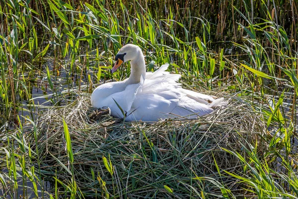 Cisne Seu Ninho Juncos Sol Primavera — Fotografia de Stock