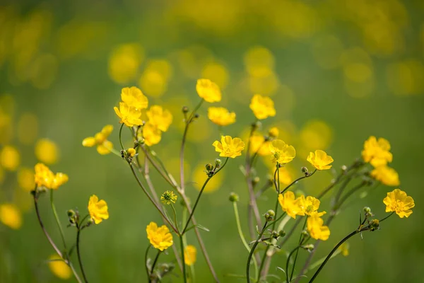 Luminosi Ranuncoli Gialli Sotto Sole Primaverile — Foto Stock