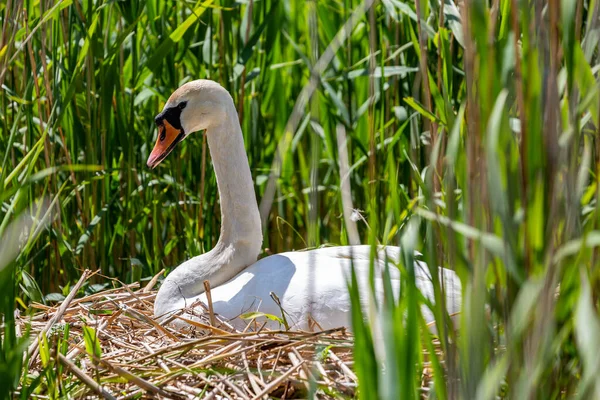 Cisne Seu Ninho Primavera — Fotografia de Stock