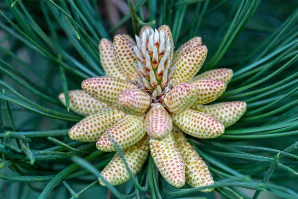 Pinecone Novo Que Cresce Uma Árvore Mola — Fotografia de Stock