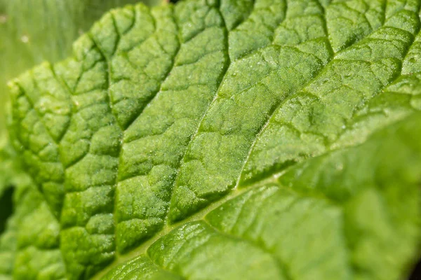 Primer Plano Del Detalle Vena Hoja Con Una Profundidad Campo — Foto de Stock