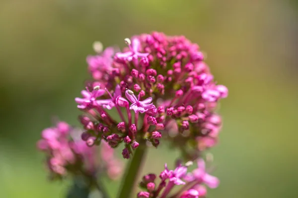 Floare Valeriană Roșie Adâncime Superficială Câmpului — Fotografie, imagine de stoc