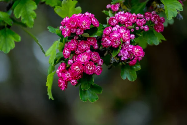 Crimson Hawthorn Tree Bloom Springtime — Stock Photo, Image