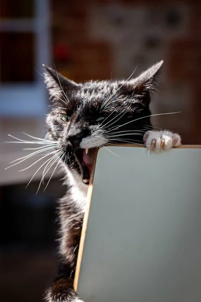 Playful Black White Cat Shallow Depth Field — Stock Photo, Image