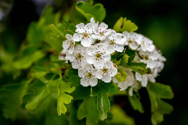 Белые Цветы Боярышнике Весной Неглубокой Глубиной Поля — стоковое фото