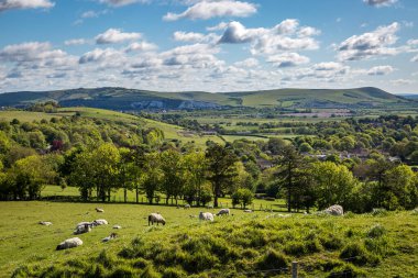 Güneşli bir bahar gününde Güney Downs 'da koyun otlatıyor.