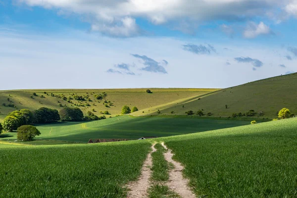 Sentiero Tra Campi Coltivati Nei South Downs Una Soleggiata Mattina — Foto Stock