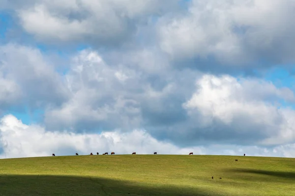 Looking Cows Grazing Hill South Downs — Stock Photo, Image