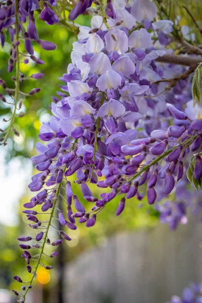 Kwitnąca Wisteria Płytkiej Głębi Pola — Zdjęcie stockowe