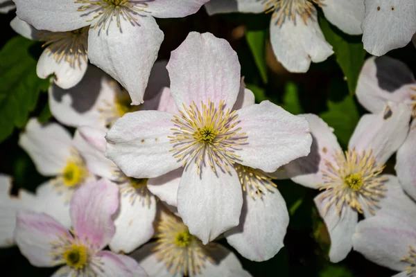 Цветущие Растения Клематис Цвету Весной — стоковое фото