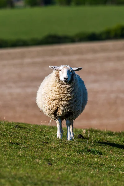 一只羊看着摄像机 周围是田野 — 图库照片