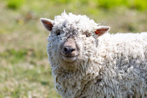 Mouton Regardant Caméra Avec Une Faible Profondeur Champ — Photo