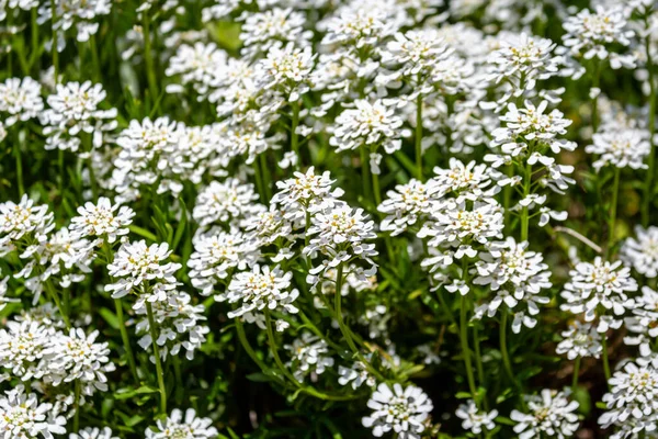 Full Frame Photograph White Candytuft Flowers Spring Sunshine — Stock Photo, Image
