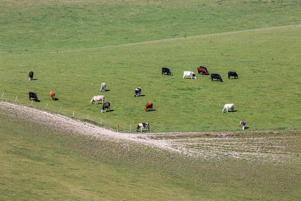 Looking Cows Grazing Field South Downs — Stock Photo, Image