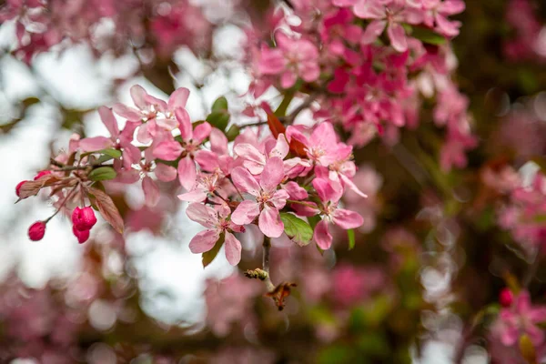 Delicate Pink Tree Blossom Bloom — Stock Photo, Image
