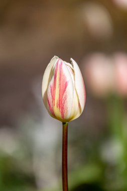 Bahar güneşinde pembe ve beyaz bir lale