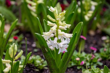 Baharda beyaz bir sümbül, sığ bir alan derinliği var.
