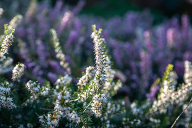 Heather güneşli bir Ocak gününde çiçek açtı