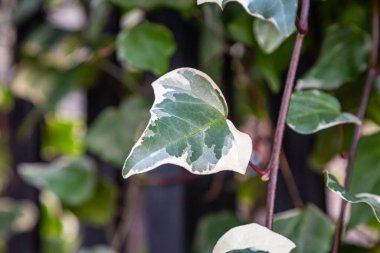 Bir desenli sarmaşık yaprağı, sığ bir alan derinliğinde.