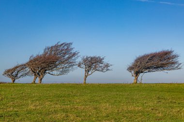 Güney Downs Yolu boyunca Firle Beacon 'da bir sıra rüzgârlı ağaç.