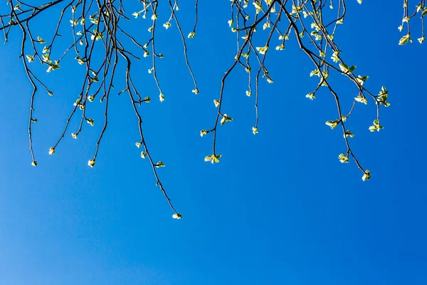 Spoglądając Górę Nowy Wzrost Drzewie Wiosną Niebieskim Niebem — Zdjęcie stockowe