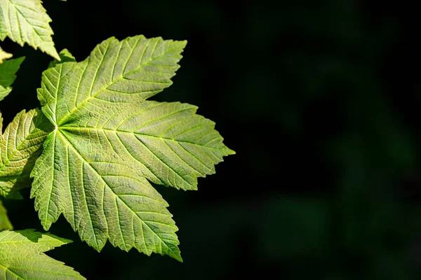 Zielone Liście Drzewa Sycamore Wiosną Czarnym Tle — Zdjęcie stockowe