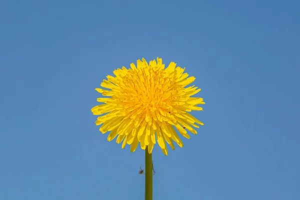澄んだ青い空に対する黄色のタンポポ — ストック写真