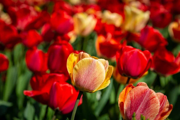 Tulipanes Vibrantes Primavera Con Poca Profundidad Campo —  Fotos de Stock