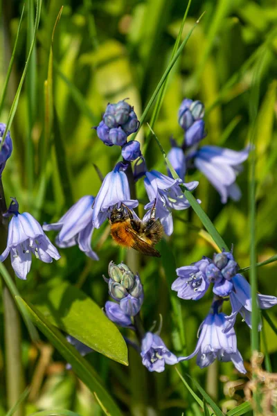 Eine Biene Auf Blauglockenblumen Frühling Mit Geringer Schärfentiefe — Stockfoto