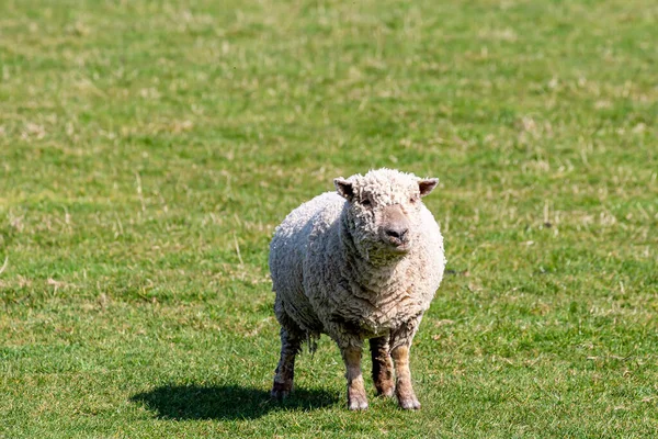 Mouton Debout Dans Champ Soleil — Photo