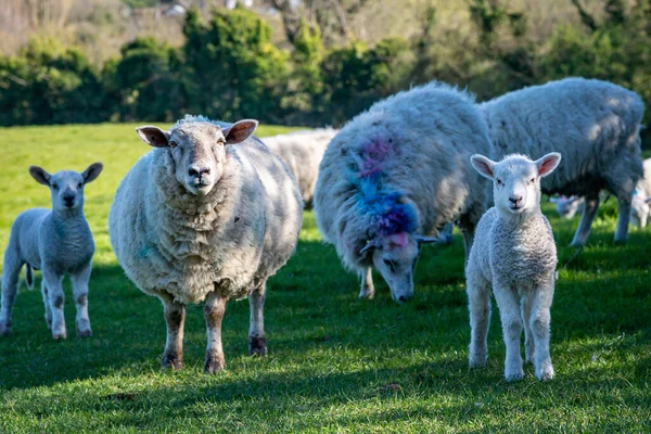 Lambs and sheep in a field in Sussex in springtime