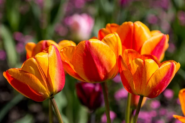 Vibrantes Tulipanes Naranjas Bajo Sol Primaveral —  Fotos de Stock