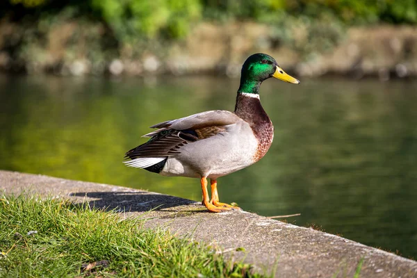 A male mallard duck standing at the waters edge