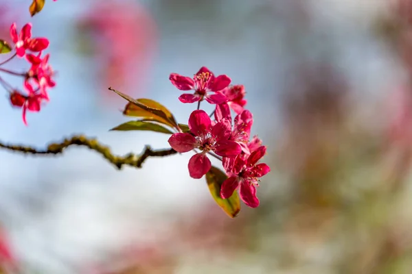 Яскраво Рожевий Цвіт Дереві Навесні — стокове фото
