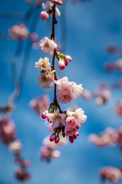 Bonita Flor Primavera Rosa Contra Cielo Azul Con Una Profundidad — Foto de Stock
