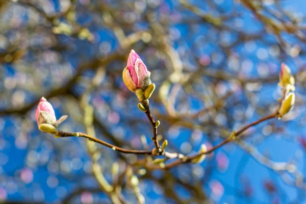 Looking Pink Buds Magnolia Tree Spring Shallow Depth Field — Stock Photo, Image
