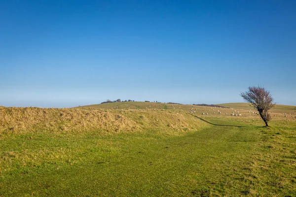 Ein Graspfad Entlang Des South Downs Way Sussex Einem Sonnigen — Stockfoto