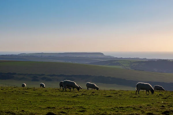 Ovelhas Pastando Uma Encosta South Downs Dia Inverno Ensolarado Com — Fotografia de Stock