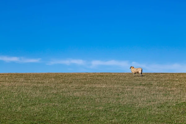 Una Oveja Campiña Sussex Soleado Día Invierno — Foto de Stock