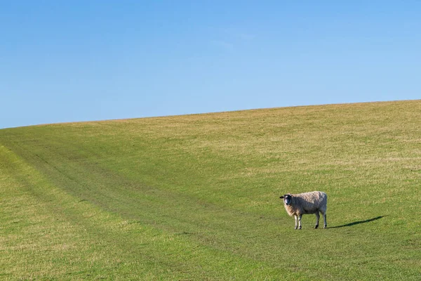 Sheep Green Sussex Countryside Blue Sky Overhead — Stock Photo, Image