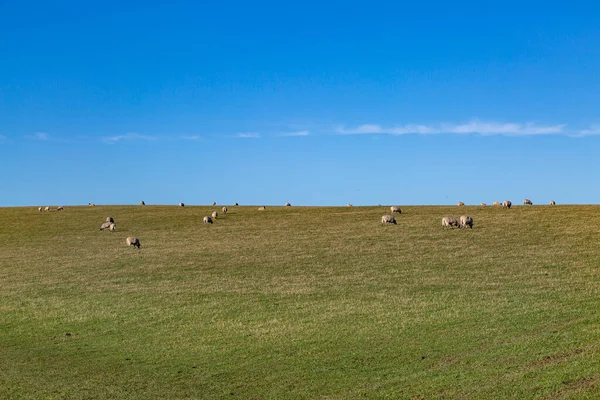 Schapen Grazen Een Groene Helling Sussex — Stockfoto